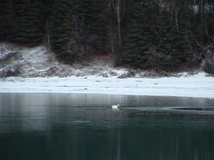 Kenai River in midwinter.  Some of our swans stay year round.